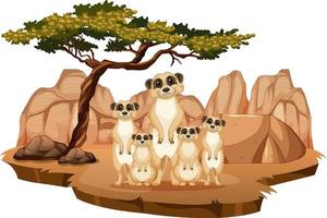 geïsoleerde natuurscène met meerkatfamilie vector