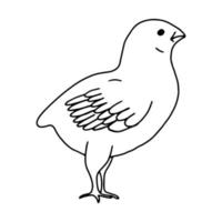 kip hand getekende lijntekening. contour tekening.doodles.drawing voor paasvakantie. kleine kip.de vogel home.vector vector