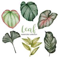 set mooie losse onderdelen blad van planten in aquarelverf vector