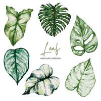 set losse onderdelen en samenbrengen tot prachtig blad van monstera en caladium bicolor vector