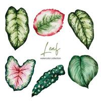 set losse onderdelen en samenbrengen tot prachtig blad van monstera en caladium bicolor vector