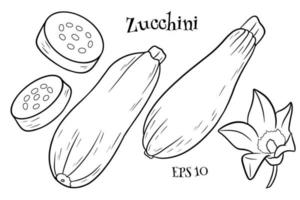 courgette set. vers gesneden courgette en bloem. vector