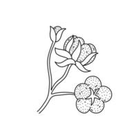 hand getekend katoenen bloem icoon in doodle stijl. cartoon katoen bloem vector pictogram voor webdesign geïsoleerd op een witte achtergrond.