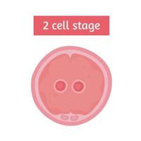 bevruchting twee celstadium vector