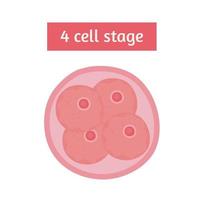 bevruchting vier celstadium vector