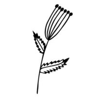 plant met paraplu bloeiwijze vector icoon. handgetekende illustratie geïsoleerd op wit. een takje met ronde bessen, geaderde bladeren. monochroom element. botanische schets. de omtrek van de bloem.