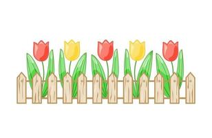 kleurrijke tulpen in een bloembed achter een hek op een witte geïsoleerde achtergrond. vector. vector