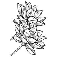 hand getrokken bloem lotus bladeren naturals geïsoleerde sticker zwarte botanische lijn kunst illustratie vector
