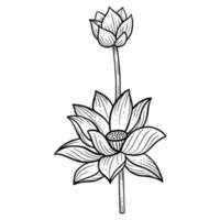 hand getrokken bloem lotus bladeren naturals geïsoleerde sticker zwarte botanische lijn kunst illustratie vector