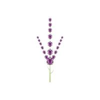 verse lavendel bloem logo vector plat ontwerp