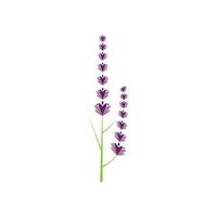 verse lavendel bloem logo vector plat ontwerp