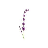 verse lavendel bloem logo vector plat ontwerp