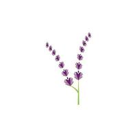 verse lavendel bloem logo vector plat ontwerp