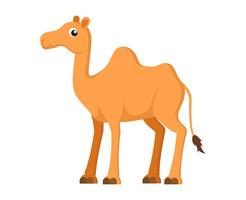 Vectorillustratie van schattige kameel cartoon op witte achtergrond vector
