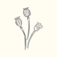 papaver bloem geïsoleerde illustratie. klaprozen gravure vintage stijl. vector