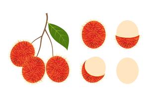 Verse rambutan fruitvector geïsoleerde reeks op witte achtergrond - Vectorillustratie vector