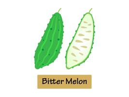 Vectorillustratie Bittere meloen geïsoleerd op witte achtergrond. vector