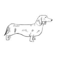 teckel hond geïsoleerd op een witte achtergrond. vector