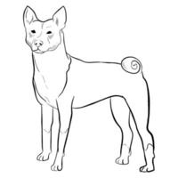 basenji hond geïsoleerd op een witte achtergrond. vector