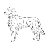 Ierse setter hond geïsoleerd op een witte achtergrond. vector