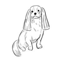 cavalier king charles spaniel hond geïsoleerd op een witte achtergrond. vector