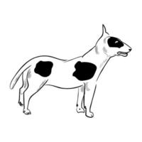 bull terrier hond geïsoleerd op een witte achtergrond. vector