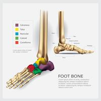 Voet bot anatomie vectorillustratie vector