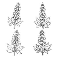 lupine bloem schets kleur boek bladzijde lijn kunst tekening illustratie voor kinderen en volwassenen vector