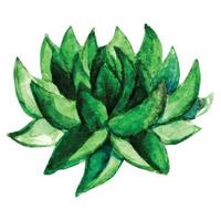 aquarel succulente bloemen vector