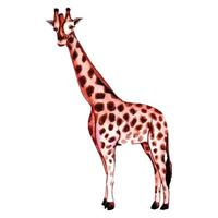 populaire giraffe aquarel vector