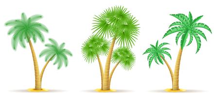 palmboom vectorillustratie vector