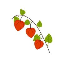 physalis tak. oranje bloem. sierplant. platte cartoonillustratie vector