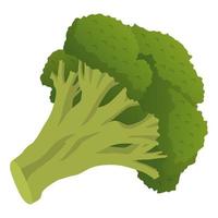 realistische verse broccoli geïsoleerd op een witte achtergrond - vector