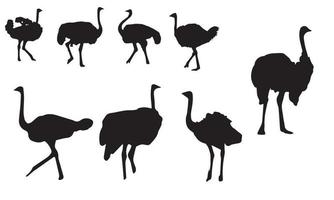 struisvogel vector illustratie ontwerp zwart-wit collectie