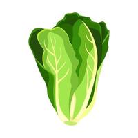 romaine salade sla plant. natuur biologische verse groene groentebladeren. vector