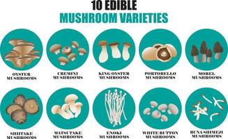 10 eetbare paddenstoelensoorten tekenen vector