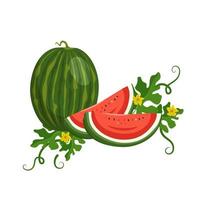 set van heerlijke sappige rood groen gestreepte watermeloen, heel fruit en stukjes met zaden, bladeren en bloemen. zomerse zoetheid, sappig eten. platte vectorillustratie vector