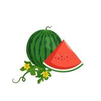 set van heerlijke sappige rood groen gestreepte watermeloen, heel fruit en stukjes met zaden, bladeren en bloemen. zomerse zoetheid, sappig eten. platte vectorillustratie vector