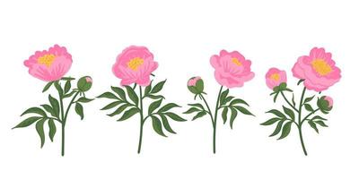 collectie van bladeren, knoppen, bloemen roze pioenrozen. set bloemen elementen geïsoleerd op wit. hand getrokken botanische vectorillustratie voor huwelijksuitnodiging, patronen, behang, stof, inwikkeling vector