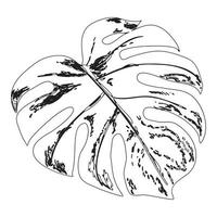 monstera blad illustratie vector