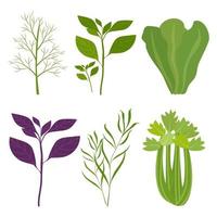 biologische salade greens. basilicum, sla, dille, selderij. vectorillustratie geïsoleerd. vector