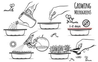 instructies voor het zaaien van microgreens het hele jaar door, thuis. zaaien, water geven, bevochtigen, snijden in de tekeningen. sectch illustratie hand getrokken. geïsoleerd op een witte achtergrond. vector. vector