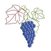 een tak met blauwe druiven en bladeren vector