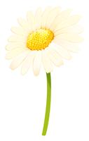 Daisy bloem in witte kleur vector