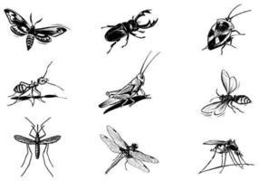Verschillende Insect Vector Pack
