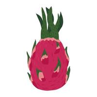 Dragon fruit geïsoleerd op een witte achtergrond. tropische voedsel roze kleur in doodle stijl. vector