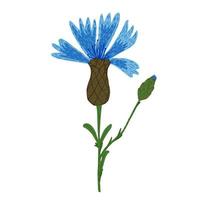 korenbloem geïsoleerd op een witte achtergrond. abstracte bloem blauwe kleur in doodle stijl. vector