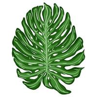 enkele monstera plant bladeren. tropisch palmblad vector