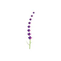 verse lavendel bloem logo vector plat ontwerp