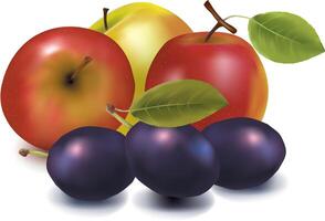 appel paars fruit vector